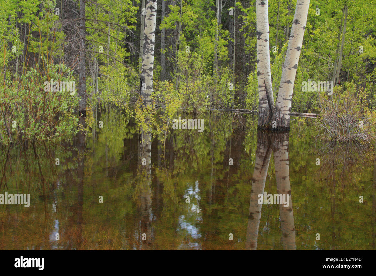 Überflutete Espen in der Nähe von Bragg Creek, Alberta Stockfoto