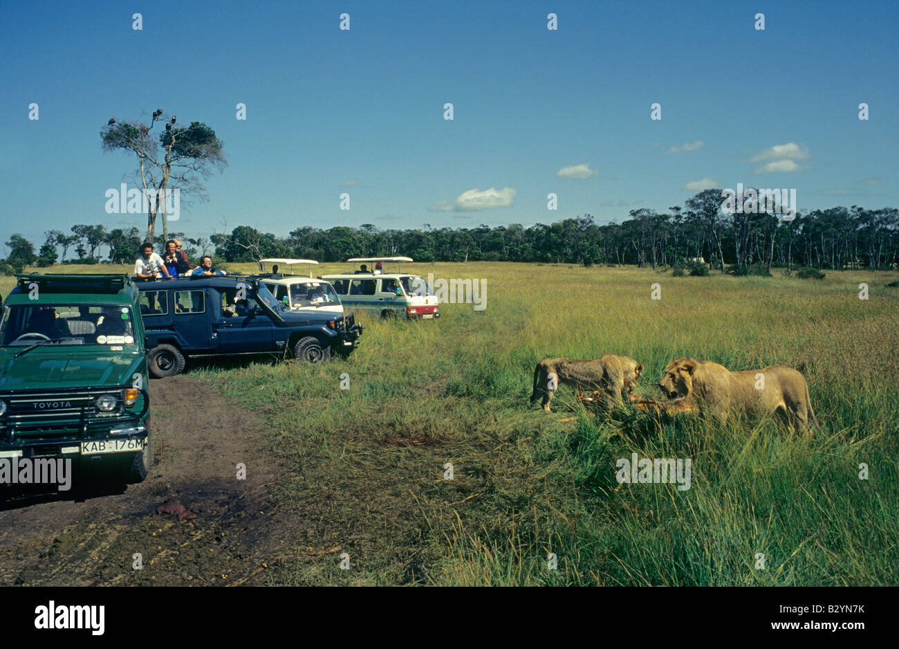 Touristen, die gerade Löwen bei einem Kill, Masaai Mara Reserve, Kenia Stockfoto