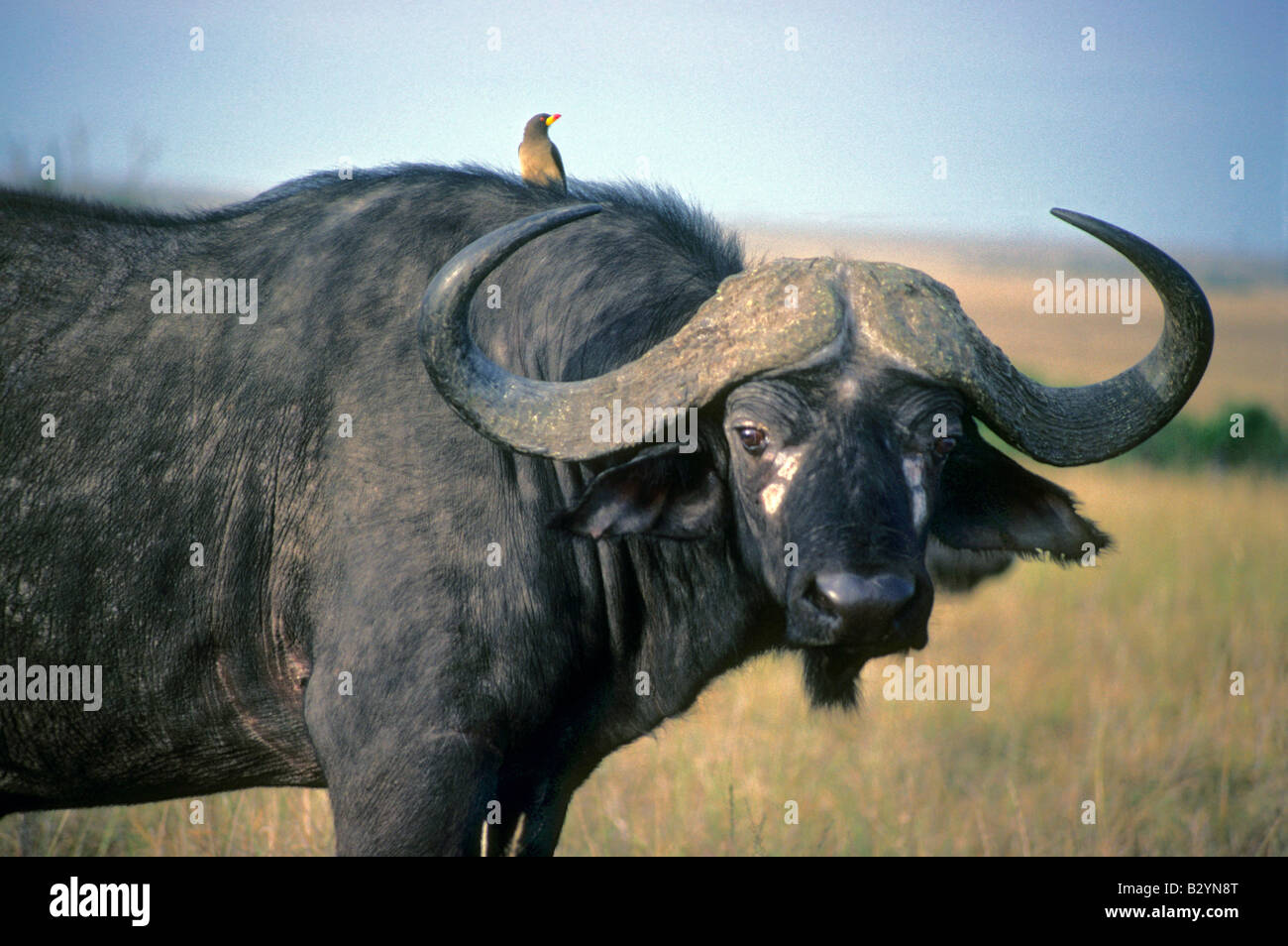 Wilde Büffel und Oxpecker, Kaffernbüffel (Syncerus Caffer) ist ein Bovid aus der Familie der Horntiere.  Masaai Mara Reserve, Kenia Stockfoto