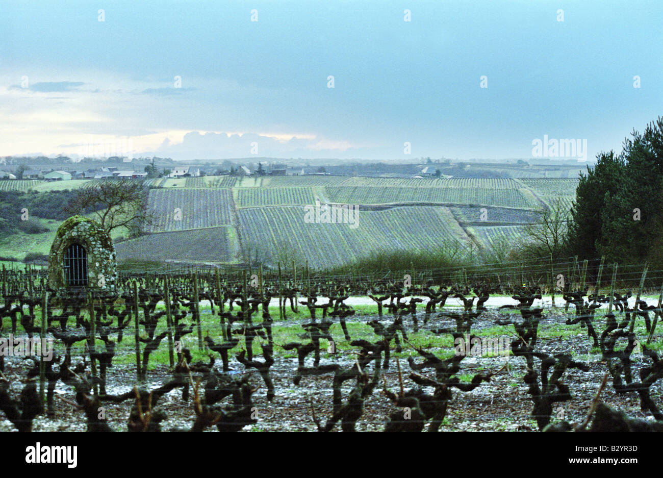 Cordon Royat beschnitten Reben im Weinberg. Der Nähe von St. Aubin de Luigne. Coteaux du Layon, Anjou, Loire, Frankreich Stockfoto
