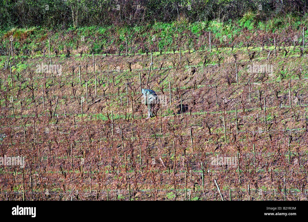 Mann ein Weingut im Winter beschneiden. Bonnezeaux. Coteaux du Layon, Anjou, Loire, Frankreich Stockfoto