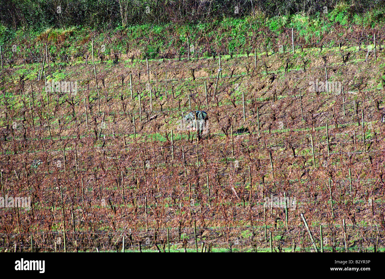 Mann ein Weingut im Winter beschneiden. Bonnezeaux. Coteaux du Layon, Anjou, Loire, Frankreich Stockfoto
