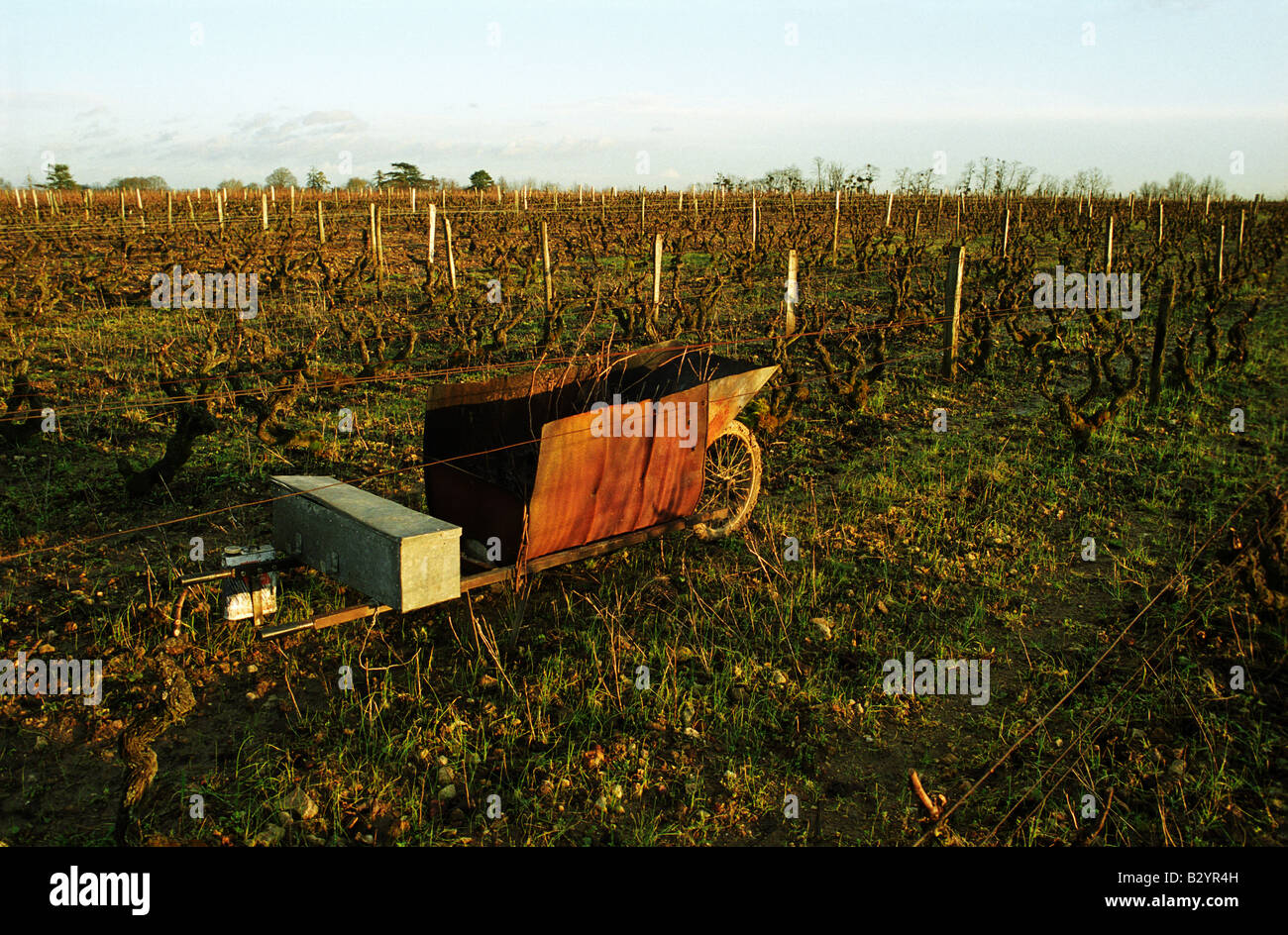 Weingut Winter geschnitten mit einer Schubkarre aus einem Ölfass, Zweige zu verbrennen. Le Haut Lieu, Domaine Huet, Vouvray, Loire, Frankreich Stockfoto
