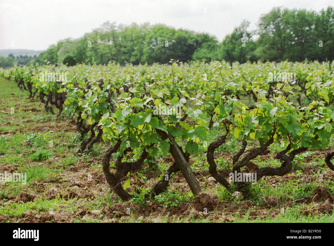 Reben in Vouvray Stil Rebschnitt im Weinberg. Chenin Blanc. Domaine Clos de l'Epinay, Vouvray, Loire, Frankreich Stockfoto