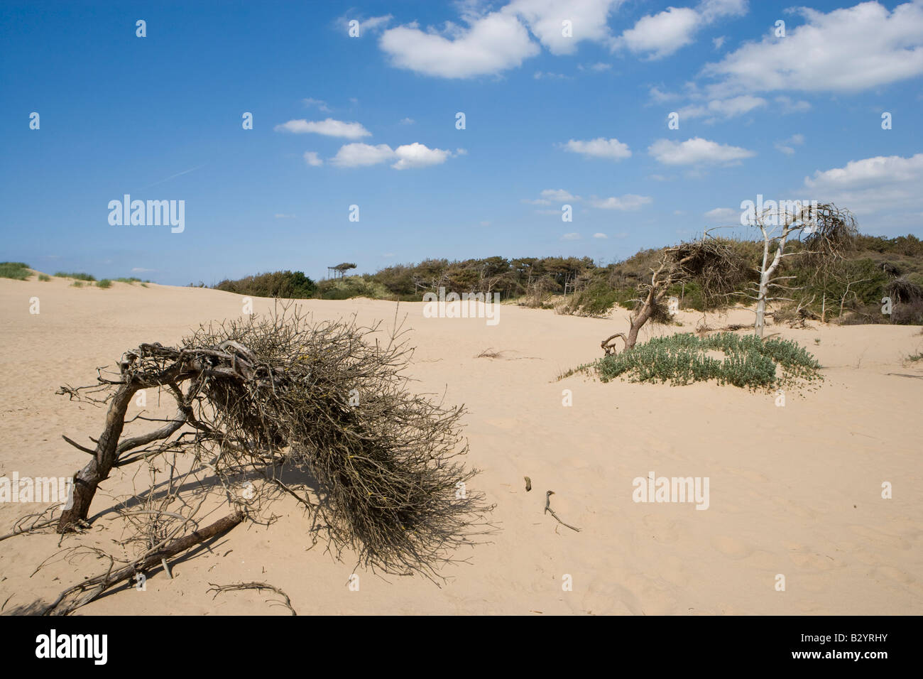 Nadelbäume auf Sanddünen. Stockfoto