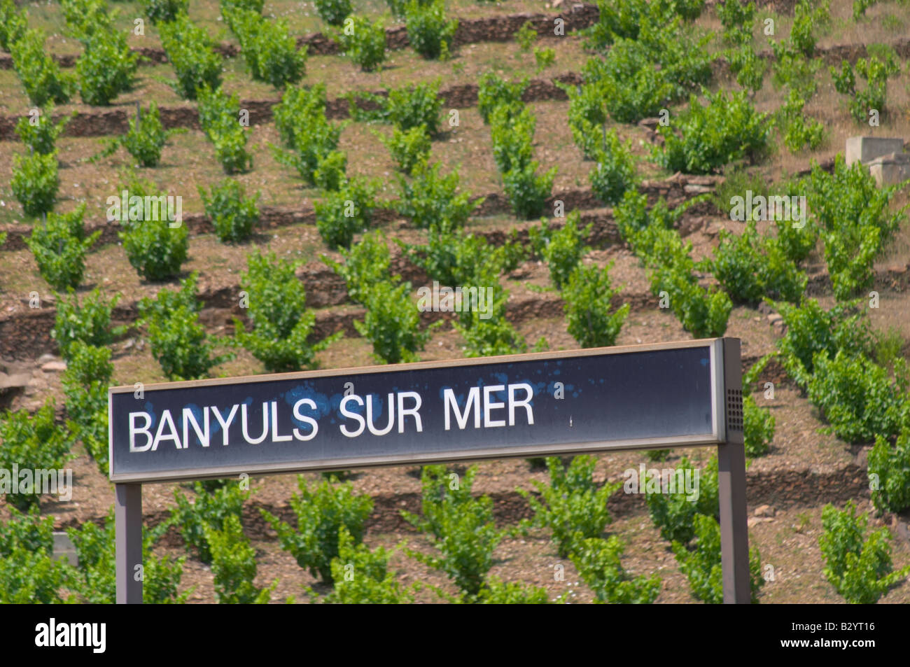Becher beschnitten Reben im Weinberg. Am Bahnhof. Banyuls Sur Mer, Roussillon, Frankreich Stockfoto