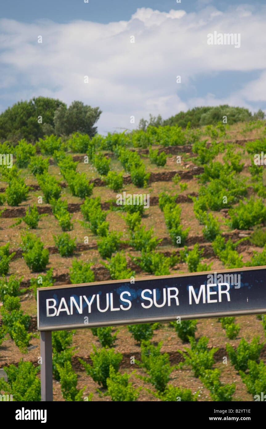 Becher beschnitten Reben im Weinberg. Am Bahnhof. Banyuls Sur Mer, Roussillon, Frankreich Stockfoto