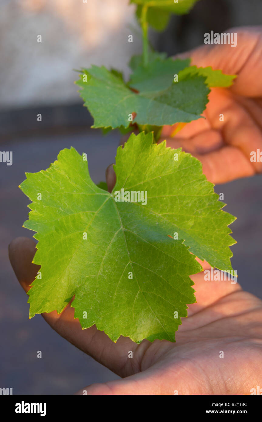 Weinblatt. Grenache. Caramany, Ariege, Roussillon, Frankreich Stockfoto