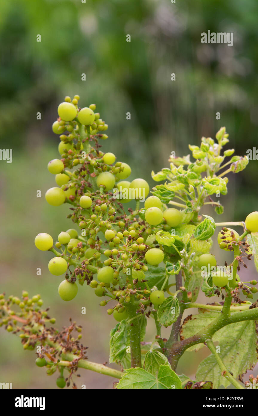 Traube Knospen. Grenache. Domaine Boucabeille, Corneilla la Riviere, Roussillon, Frankreich Stockfoto