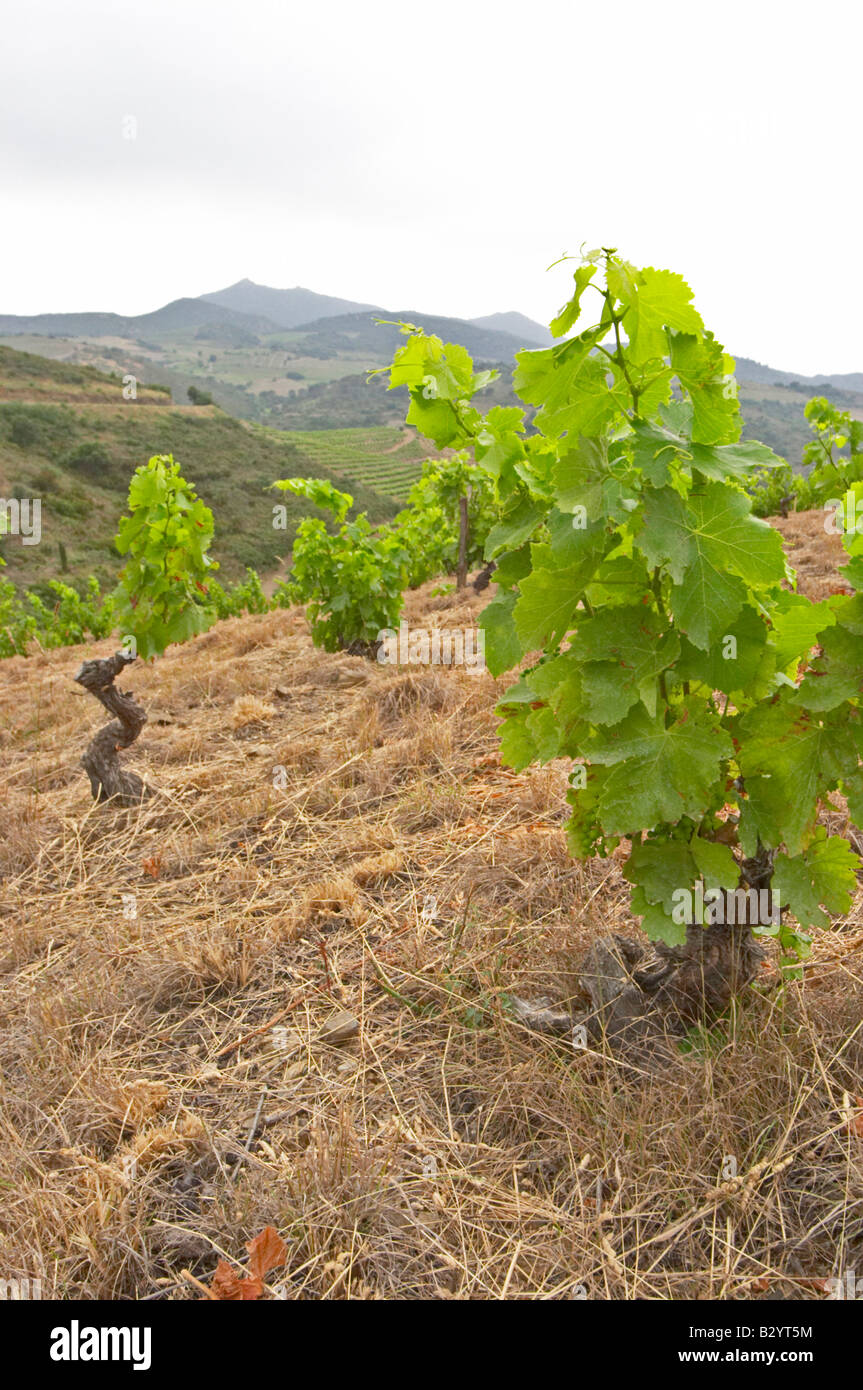 Becher beschnitten Reben im Weinberg. Domaine Matassa, Calces, Roussillon, Frankreich Stockfoto