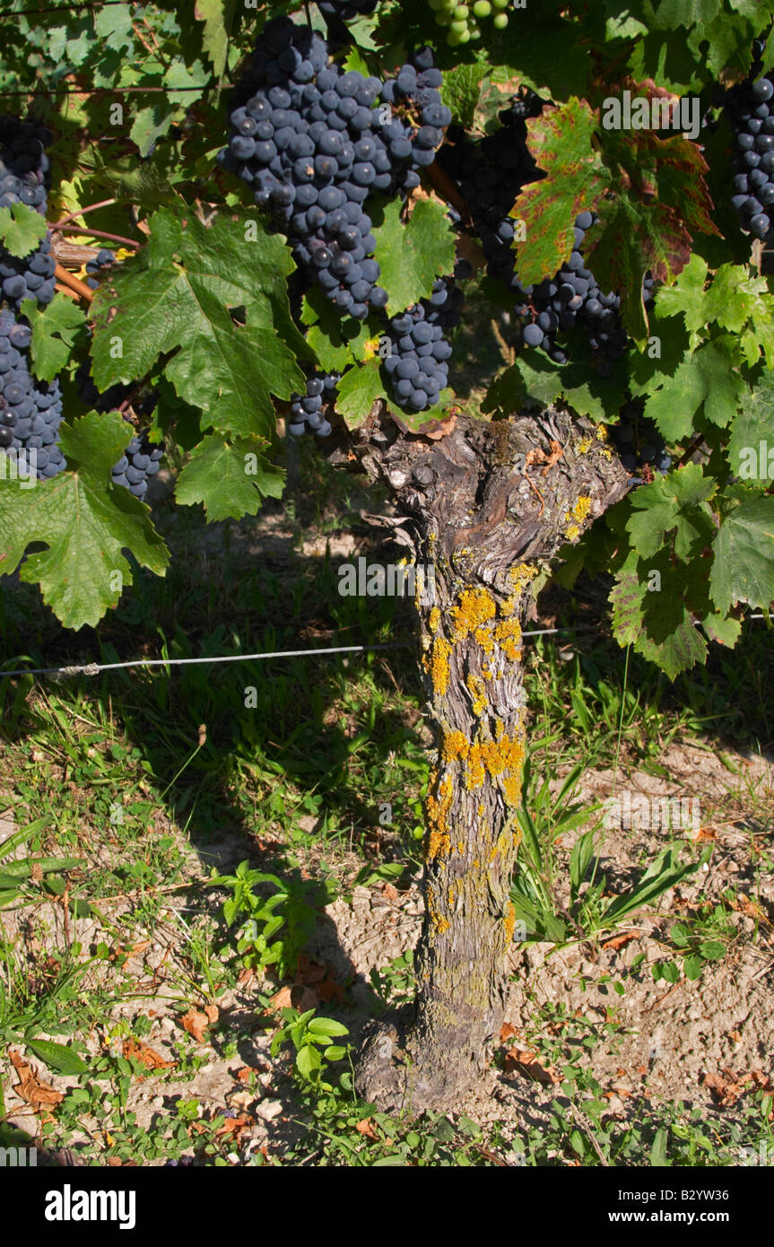 Alte Rebe. Die Trauben reifen Trauben. Cabernet Franc. Domaine des