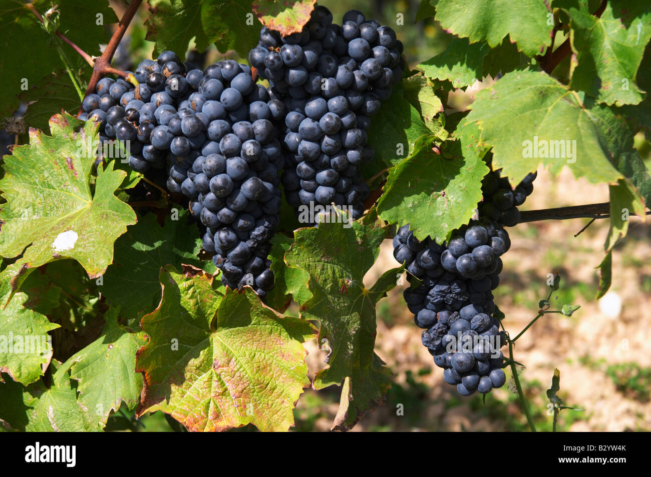 Die Trauben reifen Trauben. Weinblatt. Grollot, Grolleau Vielfalt