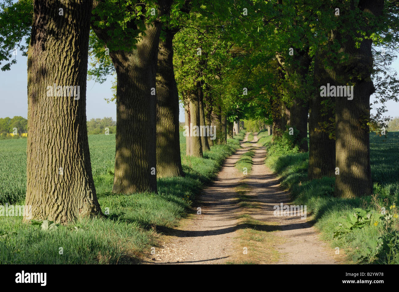Bäumen gesäumten Straße, Mecklenburg-Vorpommern, Deutschland Stockfoto