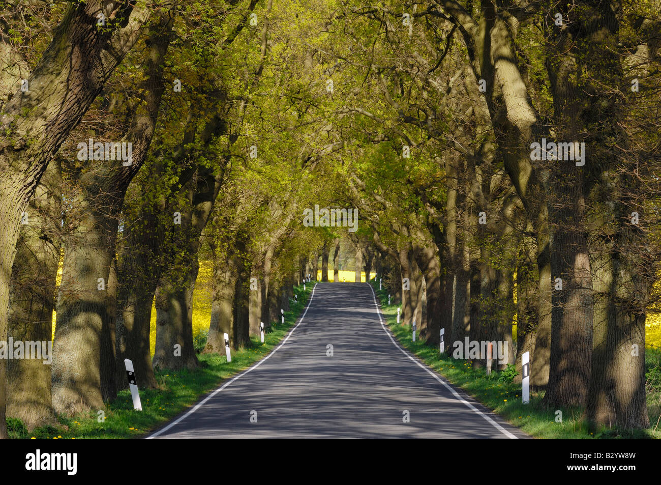 Baumgesäumten Landstraße, Rügen, Mecklenburg-Vorpommern, Deutschland Stockfoto