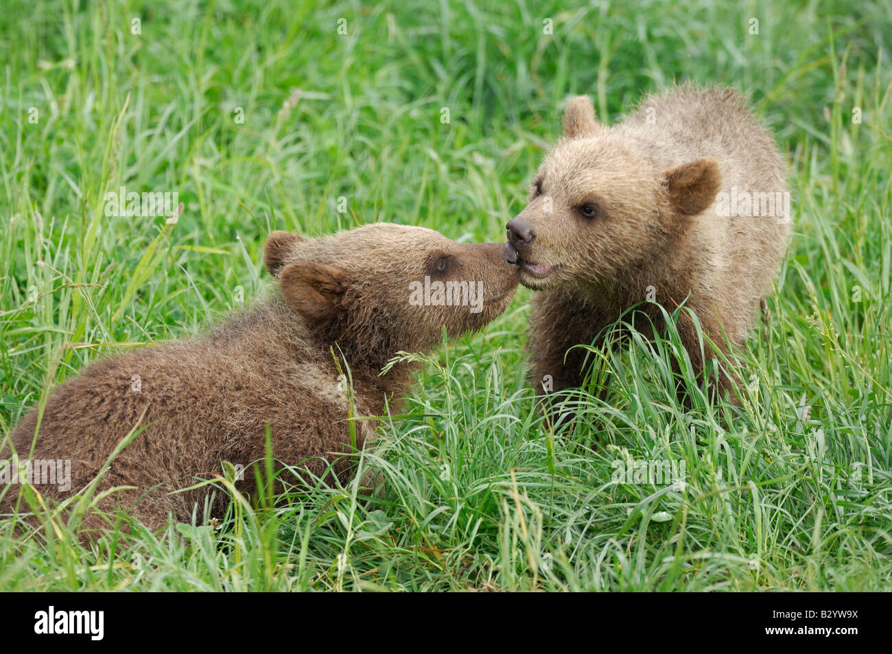 Zwei junge Braunbär jungen reiben Nasen auf Wiese Stockfoto