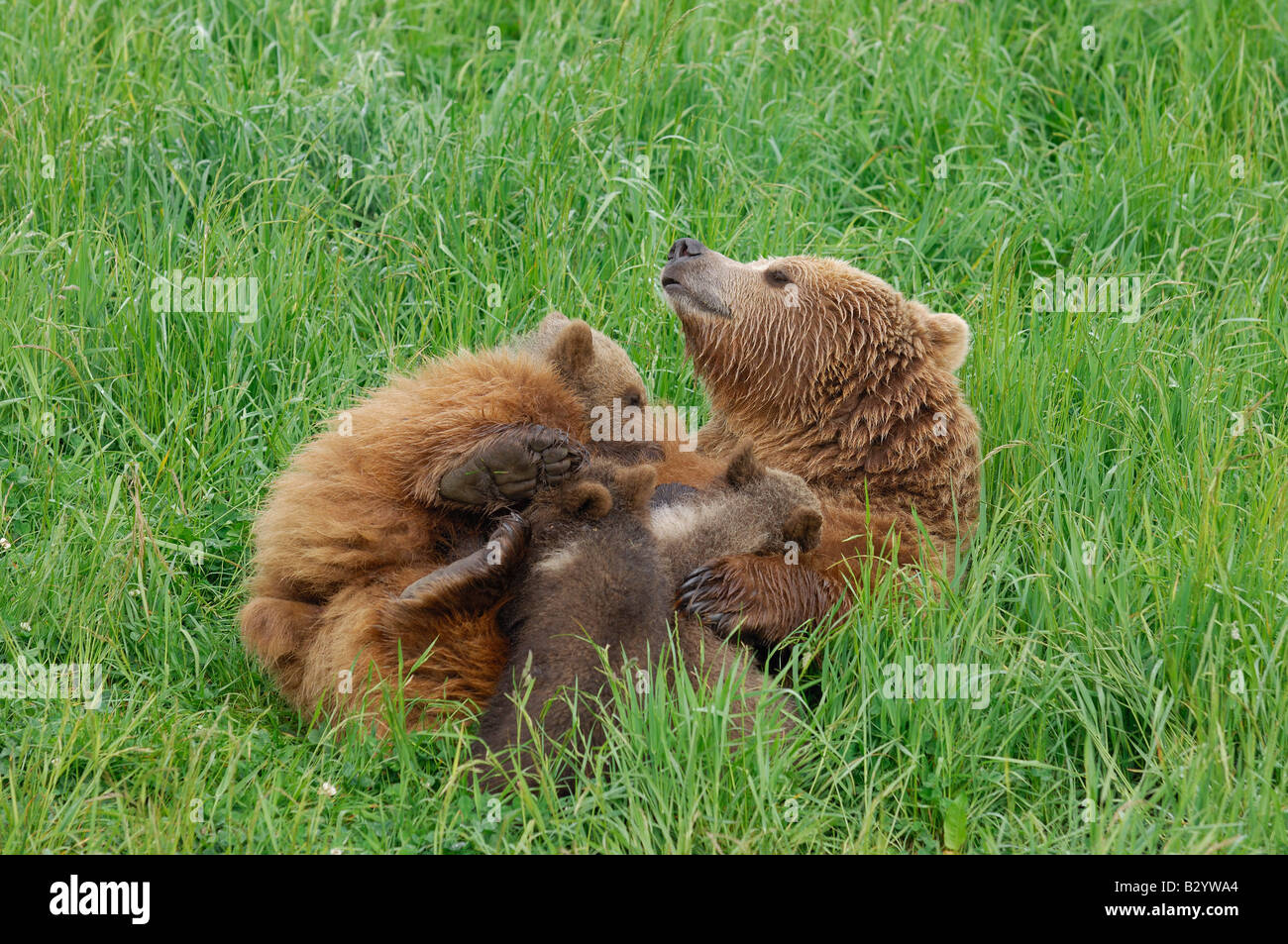 Weibliche Braunbären, die Pflege ihrer jungen Stockfoto