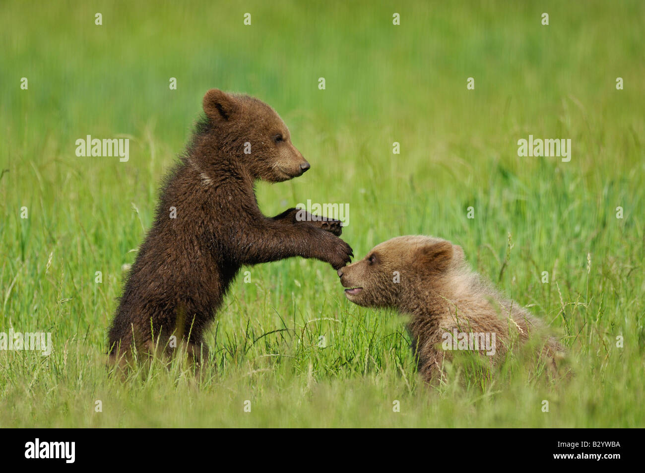 Zwei Braunbär Jungen spielen in Wiese Stockfoto
