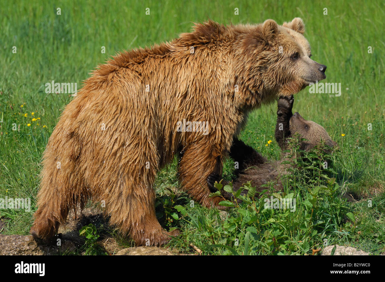 Weibliche Braunbären mit Cub auf Wiese spielen Stockfoto