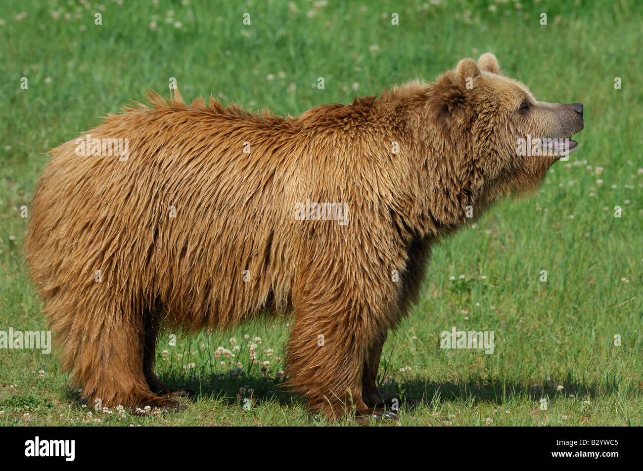 Weiblicher braunbär -Fotos und -Bildmaterial in hoher Auflösung - Seite 2 - Alamy