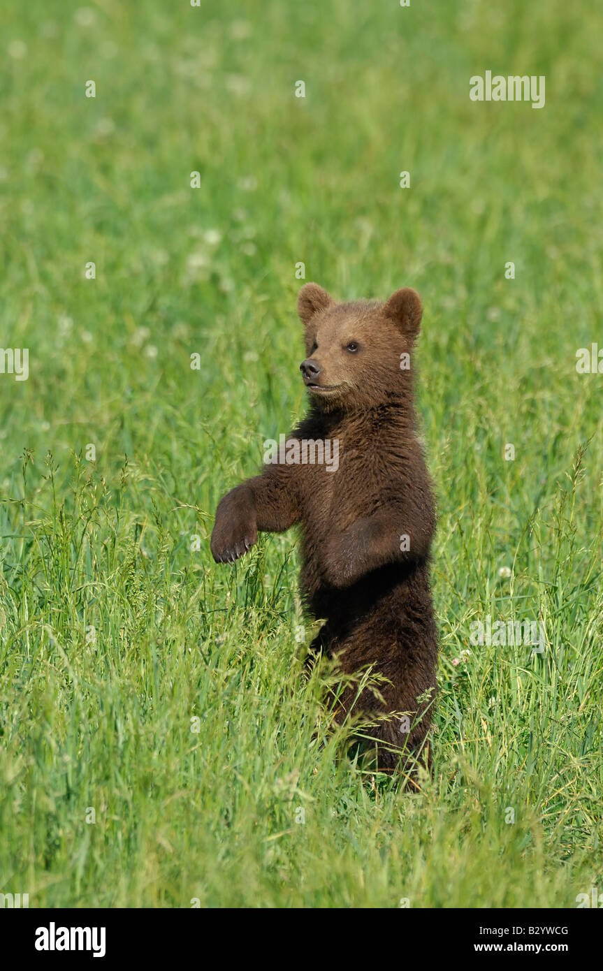 Brown Bear Cub auf Wiese Stockfoto