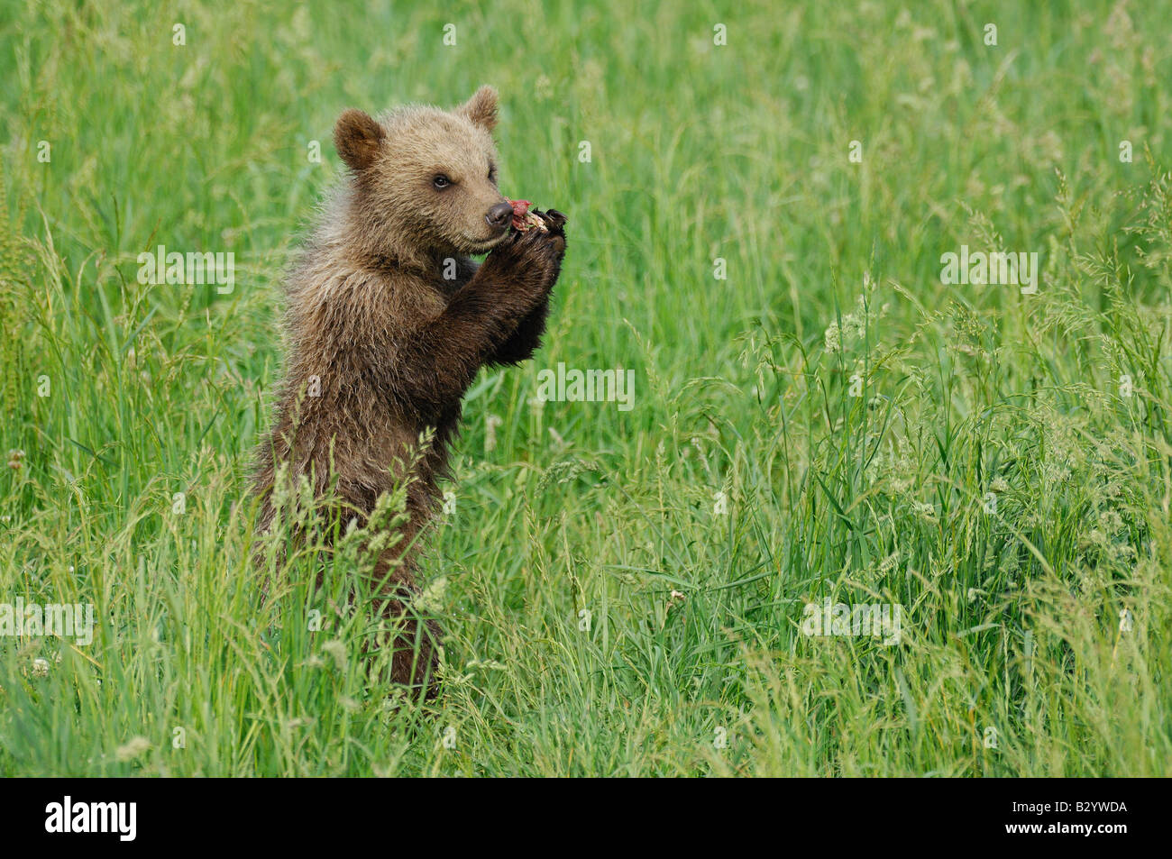 Junge braune Bären essen Stockfoto