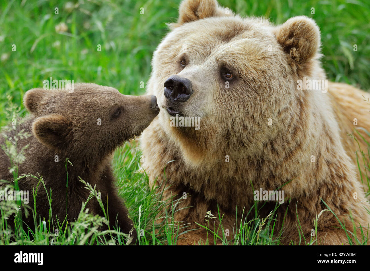 Weibliche Braunbären mit Cub auf Wiese Stockfoto
