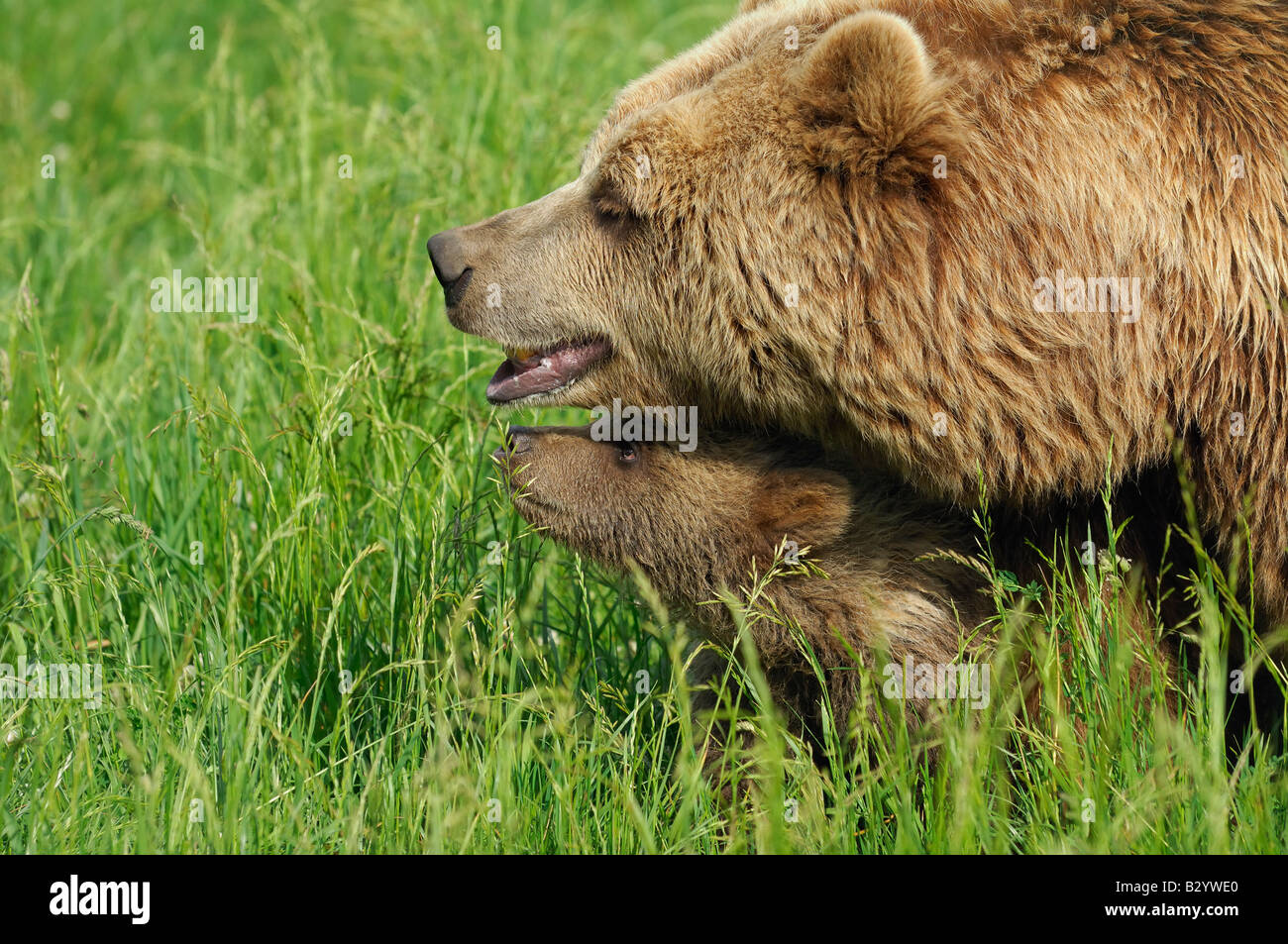 Weibliche Braunbären mit Cub auf Wiese Stockfoto