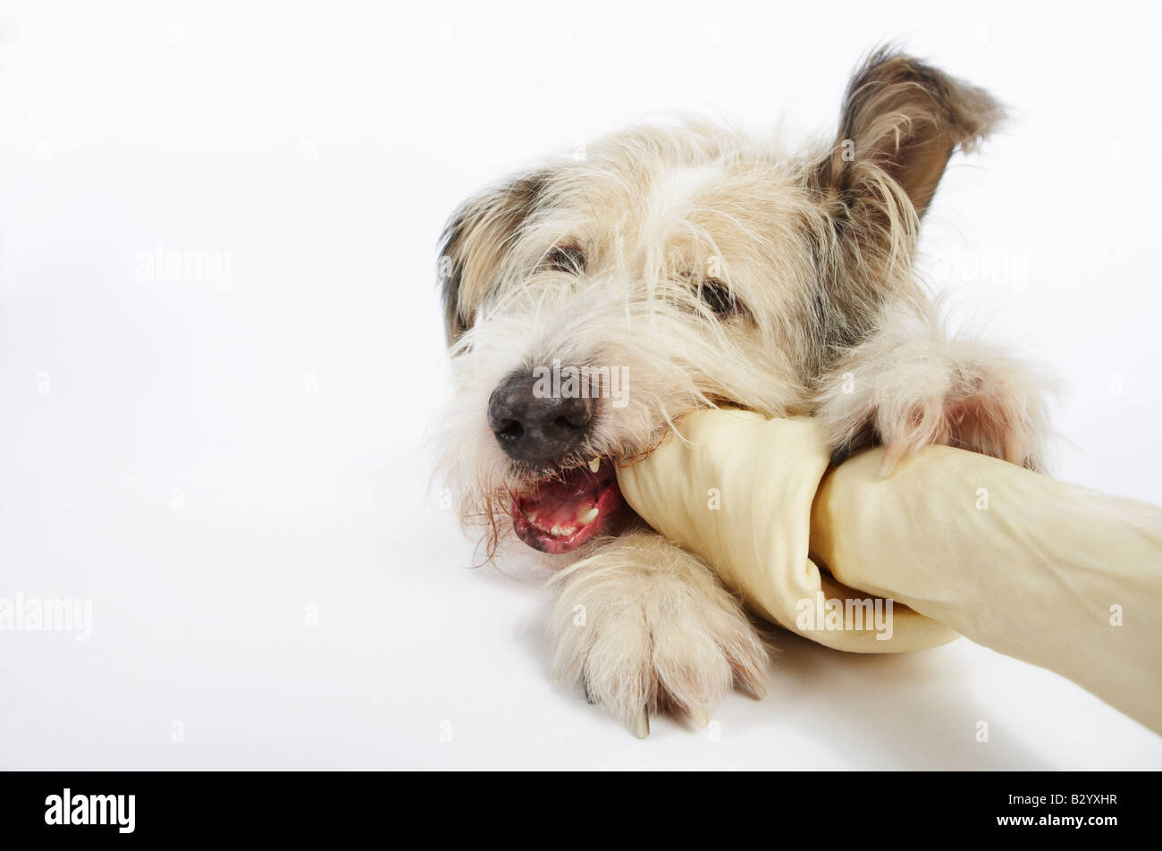 Hund auf Rohhaut Knochen kauen Stockfotografie - Alamy