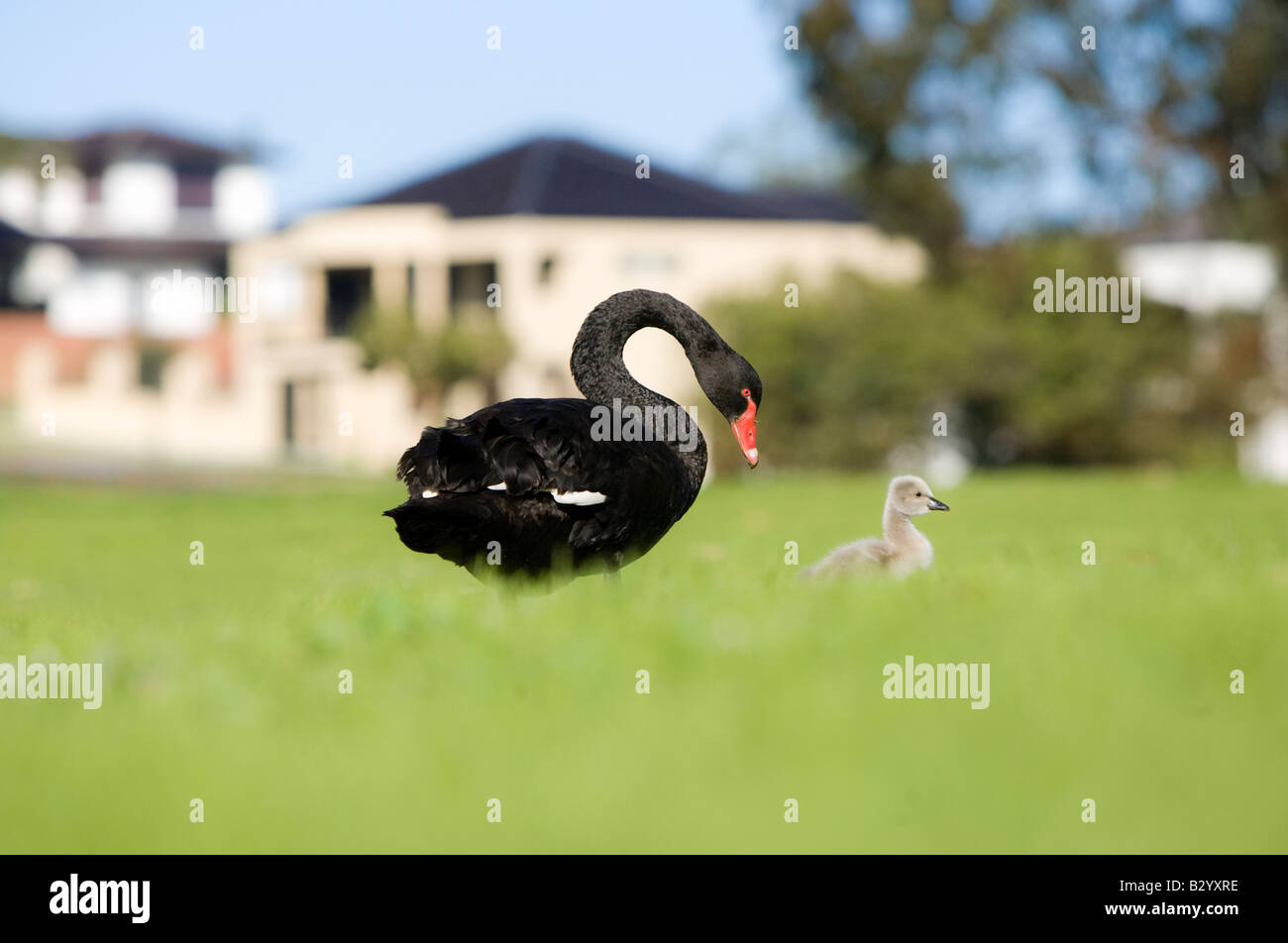 Ein schwarzer Schwan (Cygnus olor) und Cygnet das lange Gras mit einem Haus in der Ferne. Lake Monger, Perth, Western Australia, Australia Stockfoto