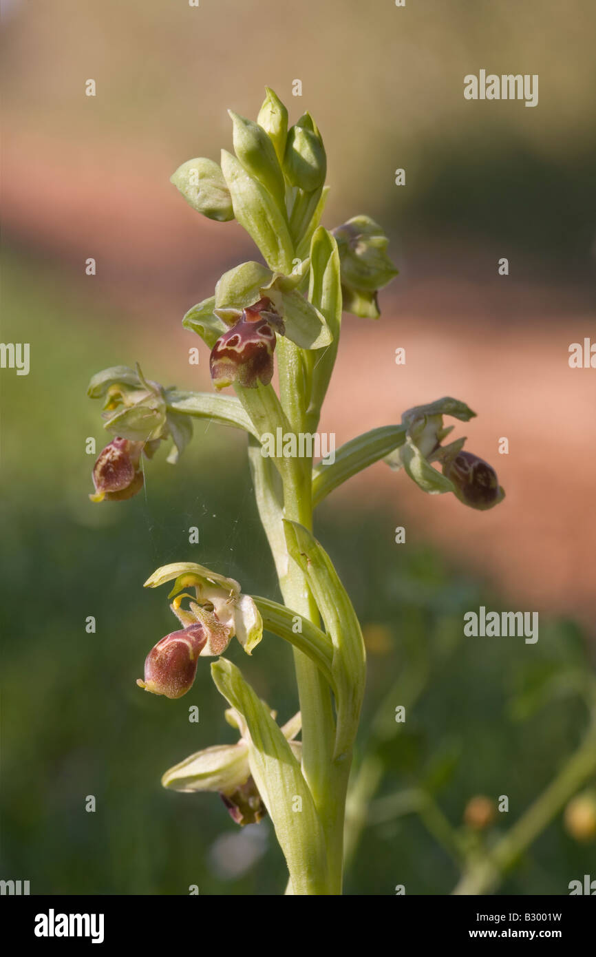 Biene Orchidee Ophrys Umbilicata Attika Griechenland Stockfoto