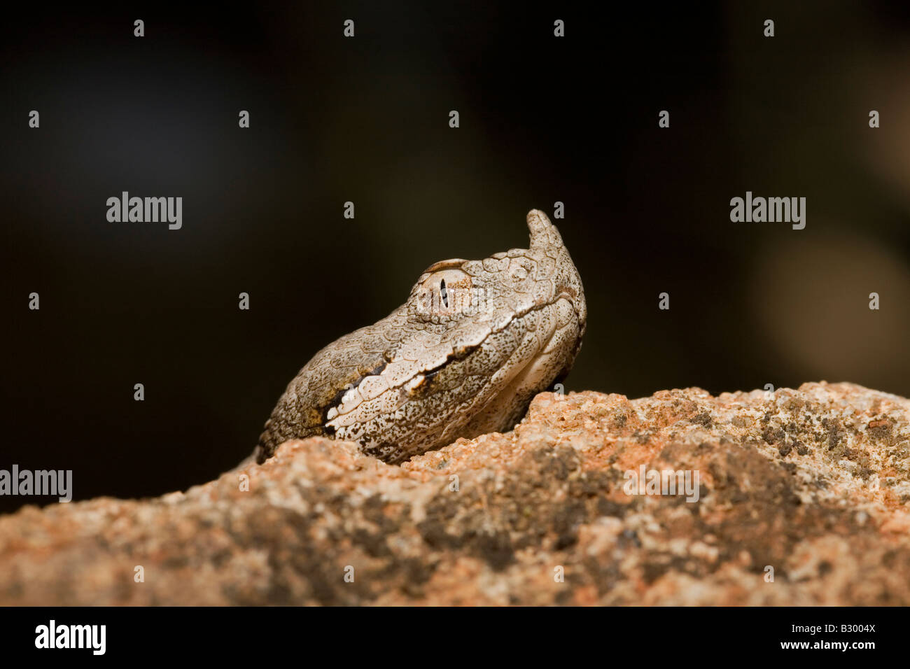 Nase Hornotter Vipera Ammodytes Peloponnes Griechenland Stockfoto