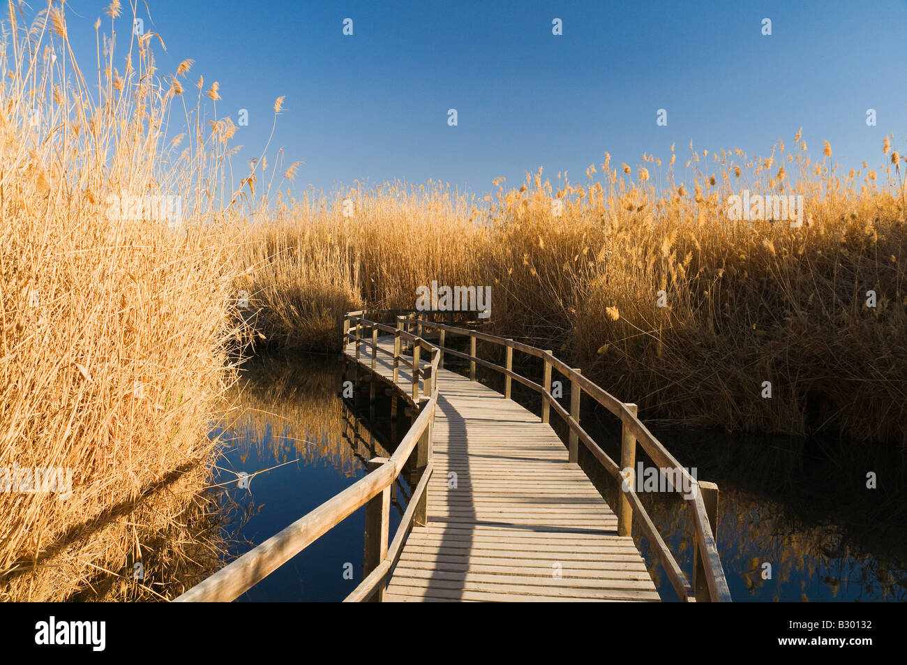 Azraq Wetland Reserve, Azraq, Jordanien Stockfoto