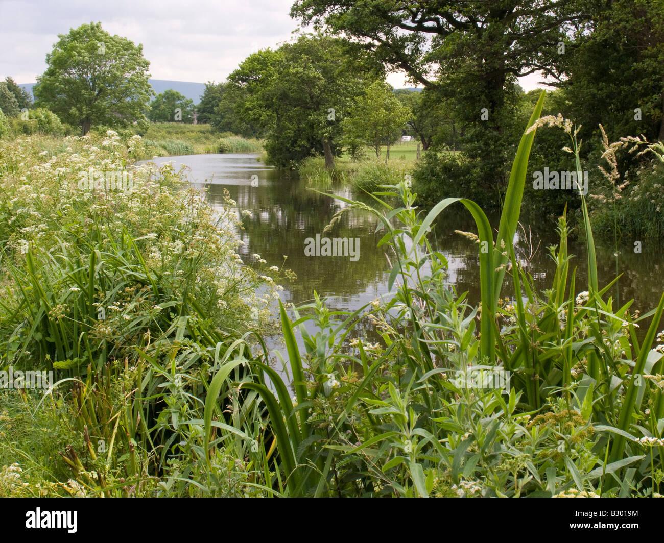 einheimischer Vegetation, Gräser, Schilf und Binsen wachsen neben Lancaster Kanal Stockfoto