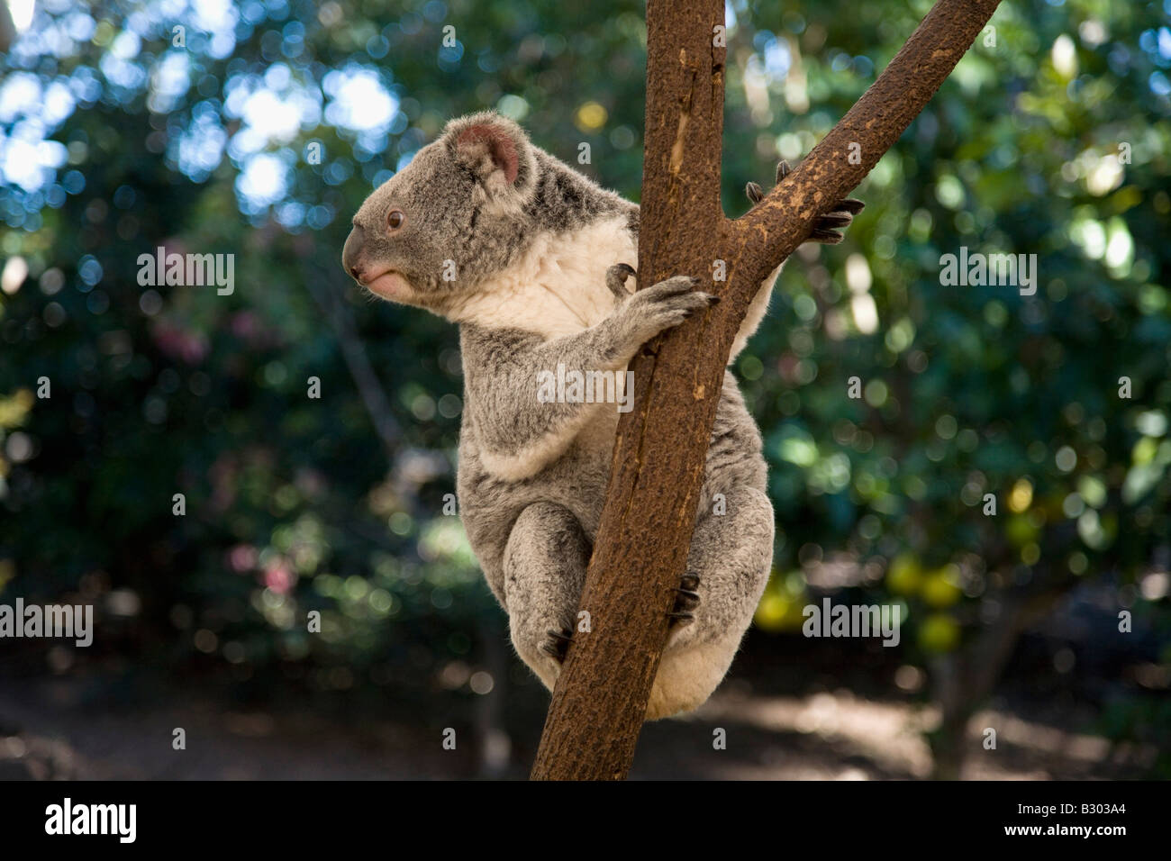 Koala Lone Pine Koala Sanctuary Brisbane Queensland Australien Stockfoto