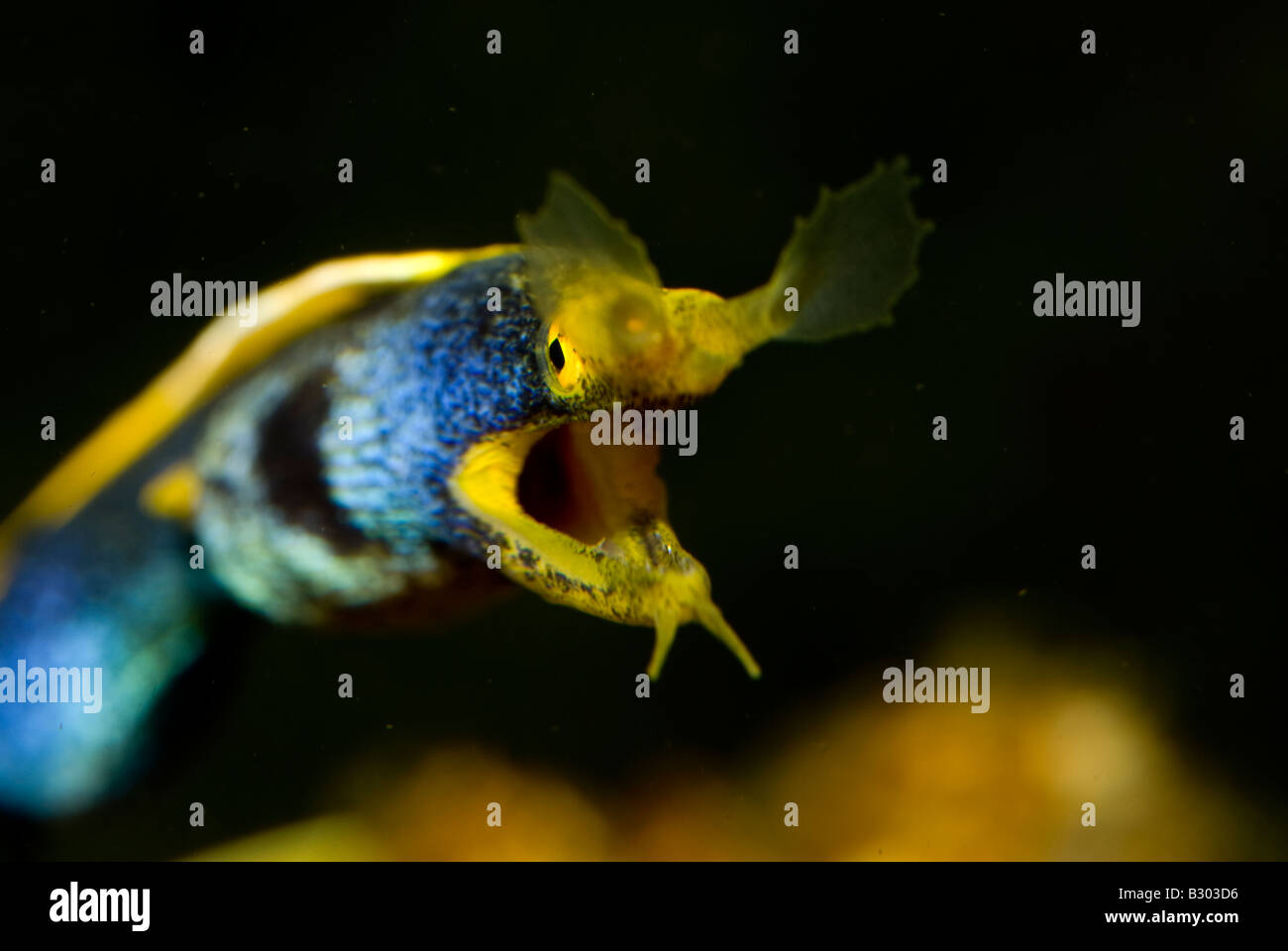 Rhinomuraena Quaesita, Ribbon-Aal, Murenidae Stockfoto