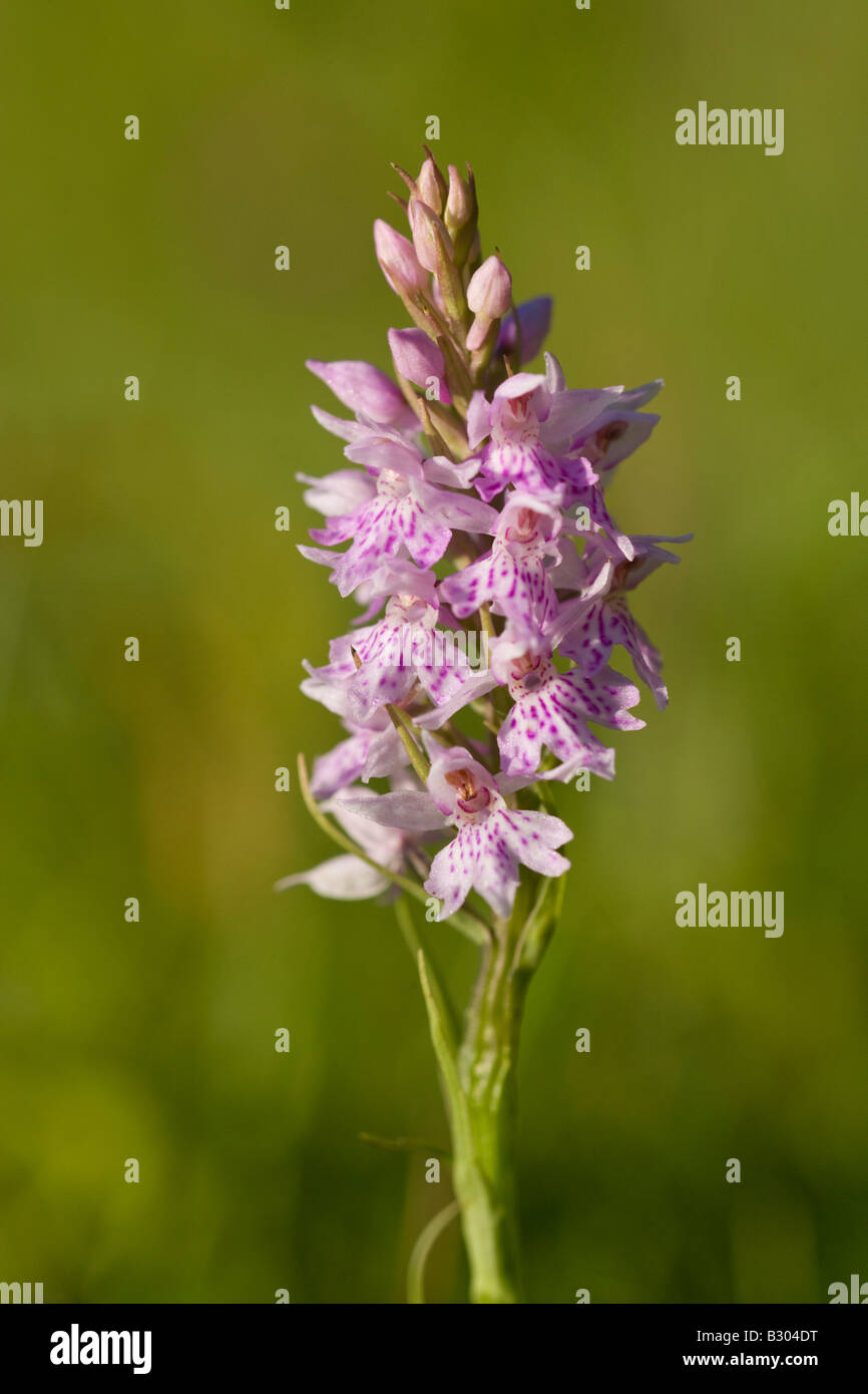 Gemeinsamen entdeckt Orchidee in voller Blüte. Dactylorhiza maculata Stockfoto