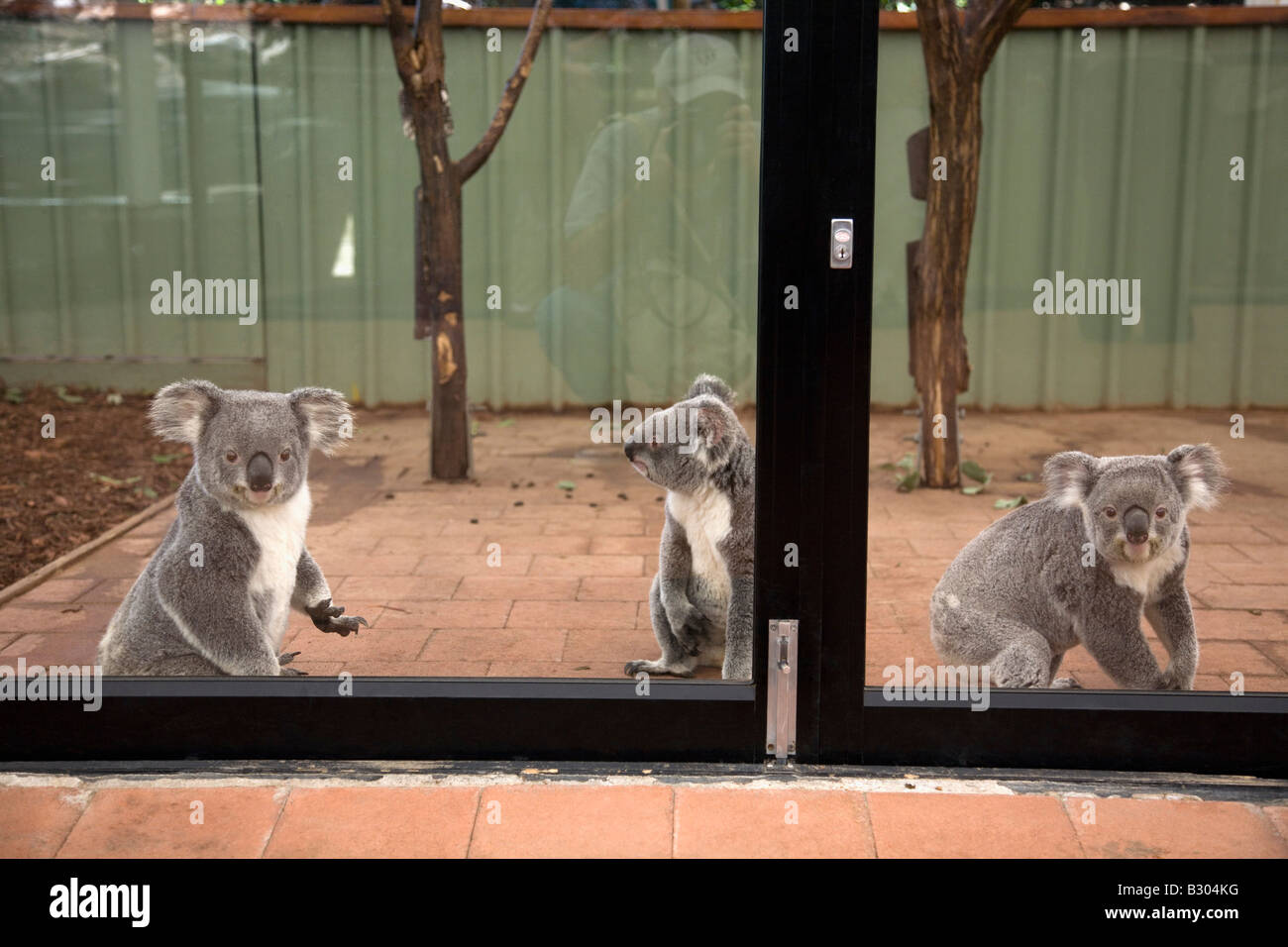 Koalas Lone Pine Koala Sanctuary Brisbane Queensland Australien Stockfoto