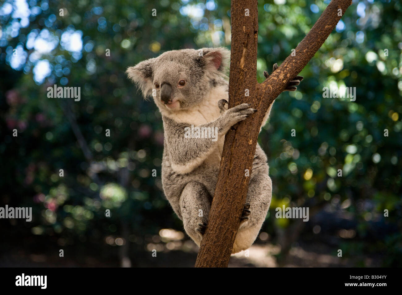 Koala Lone Pine Koala Sanctuary Brisbane Queensland Australien Stockfoto