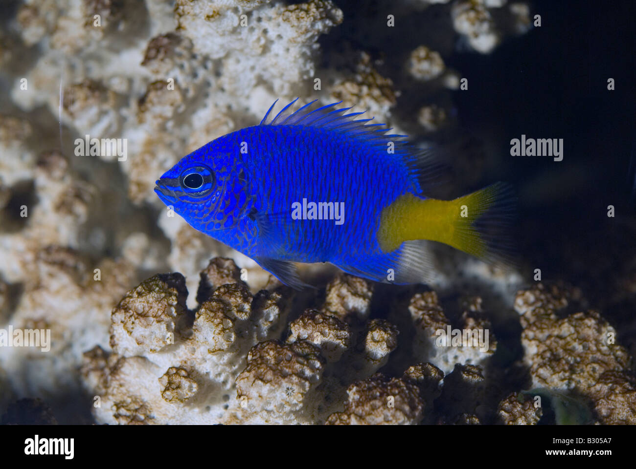 Gelbschwanz Riffbarsche Chrysiptera Parasema, Pomacentidae Stockfoto