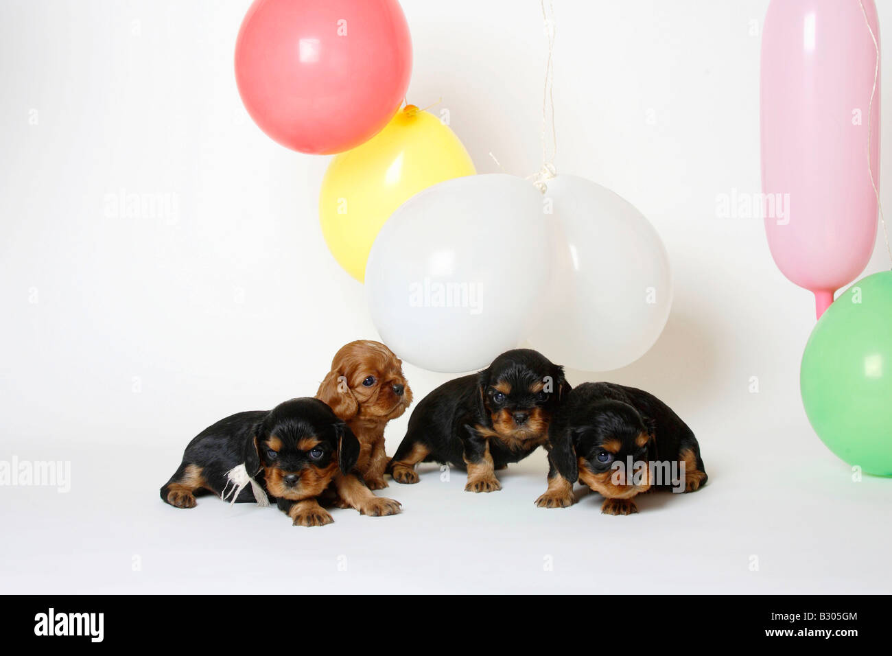 Cavalier King Charles Spaniel Welpen Black And Tan und Ruby 24 Tage mit Luftballons Stockfoto