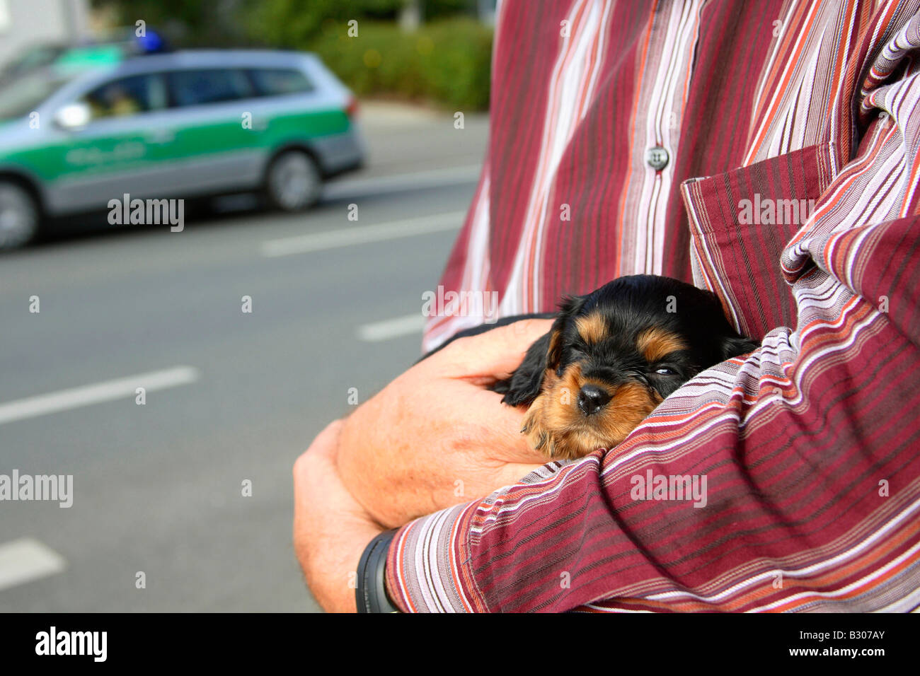 Cavalier King Charles Spaniel Welpen Black And Tan 5 Wochen am menschlichen Arm Deutschland Stockfoto