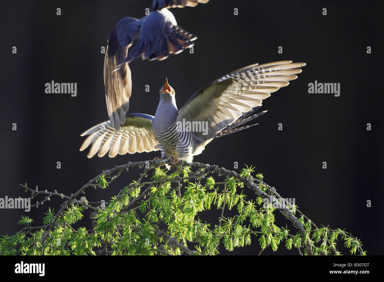 Kuckuck (Cuculus Canorus). Zwei Erwachsene Männer kämpfen ein Vogel mit ausgebreiteten Flügeln thront Stockfoto