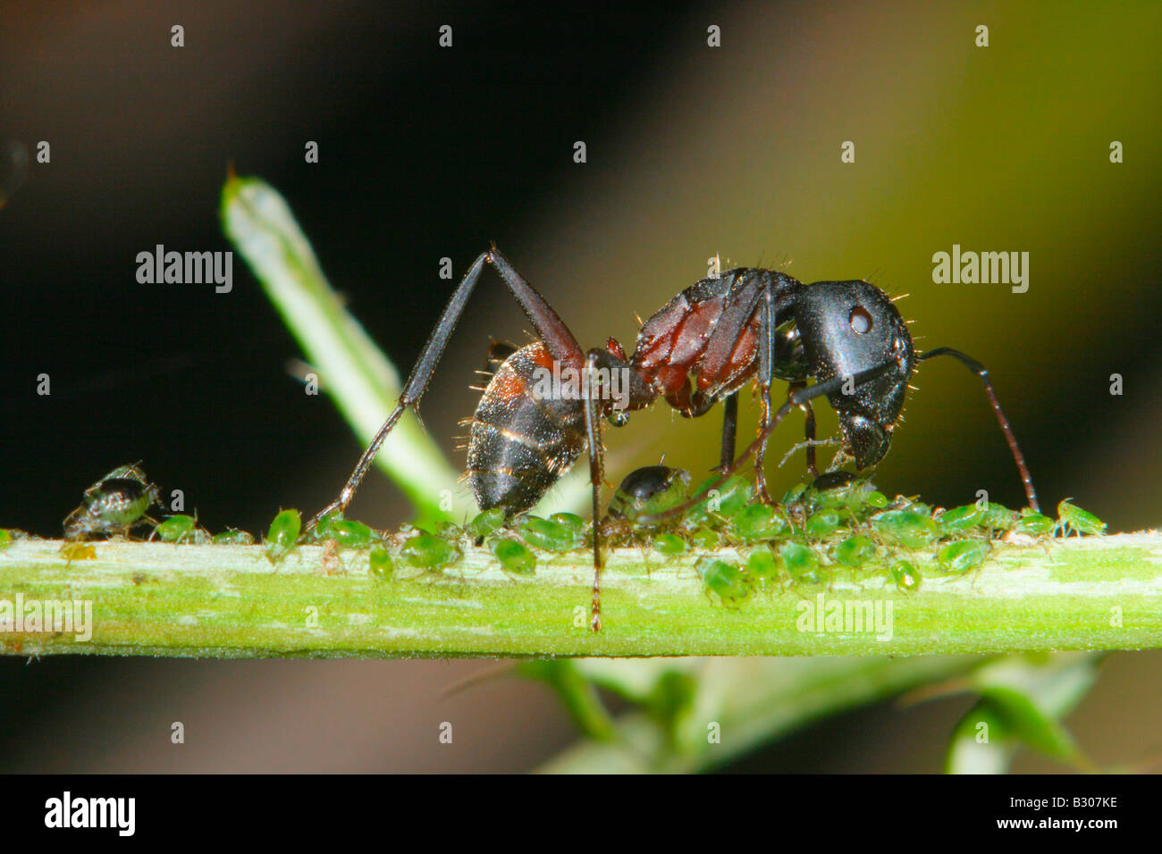 Ameise, Camponotus Cruentatus. Melken Blattläuse Stockfoto