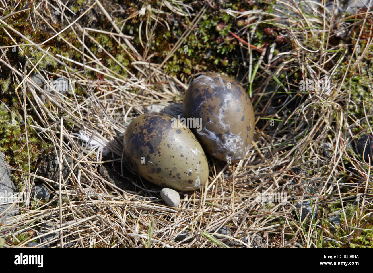 Küstenseeschwalbe Nest mit Eiern Stockfoto