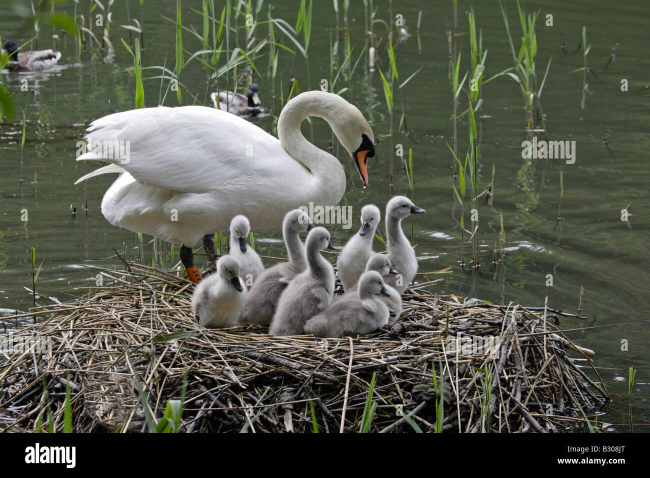 Höckerschwan auf Nest mit Cygnets Stockfoto