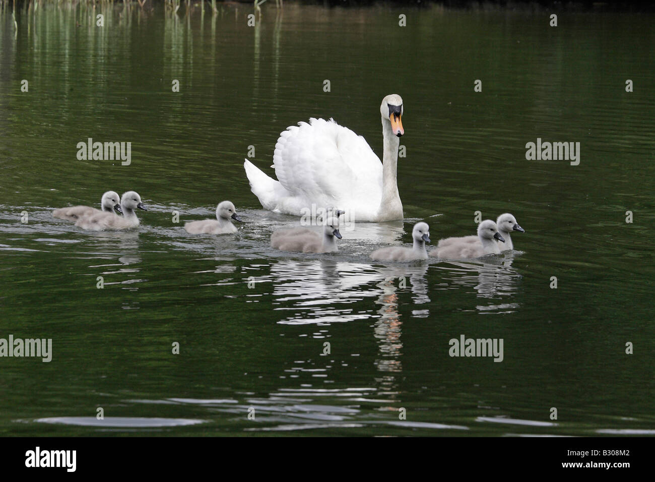 Höckerschwan mit Cygnets schwimmen Stockfoto