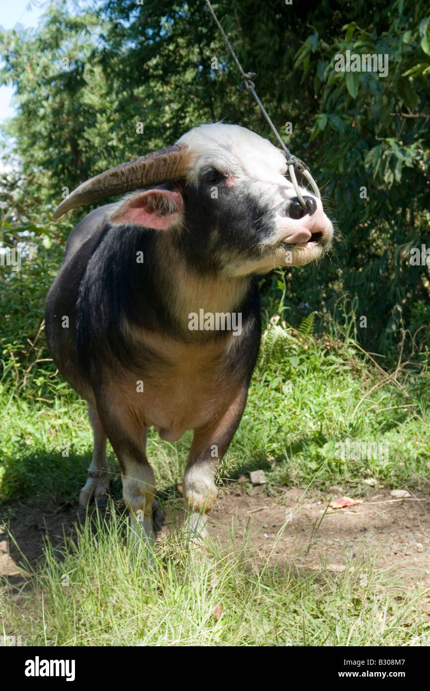 Ein Wasserbüffel (beispielsweise beispielsweise) befestigt an einer Querstange (Sulawesi - Indonesien). Buffle Attaché À un Bambou horizontale. Stockfoto