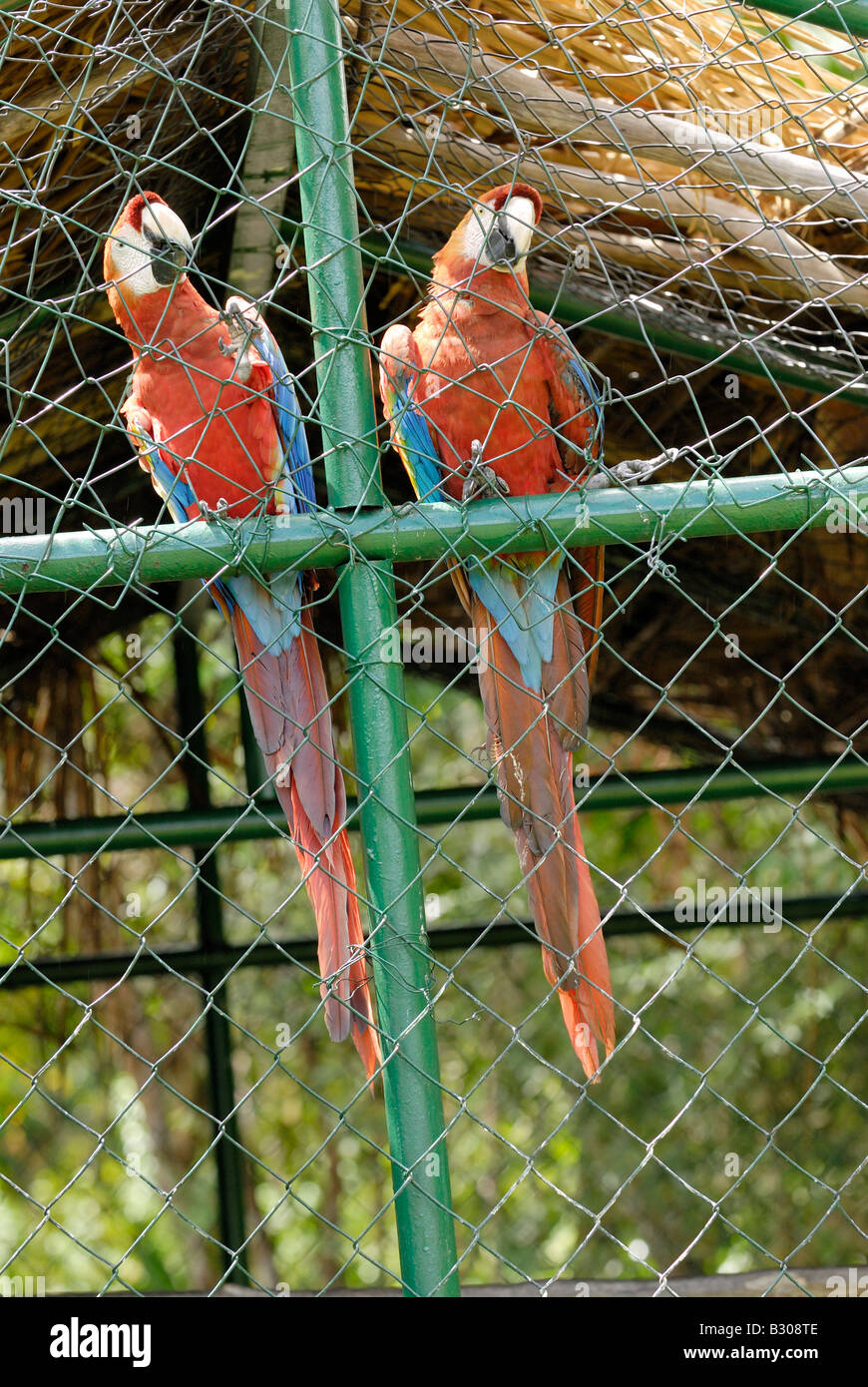 zwei hellroten Aras in Käfig, ARA MACAO, CANAIMA, Venezuela, Südamerika Stockfoto