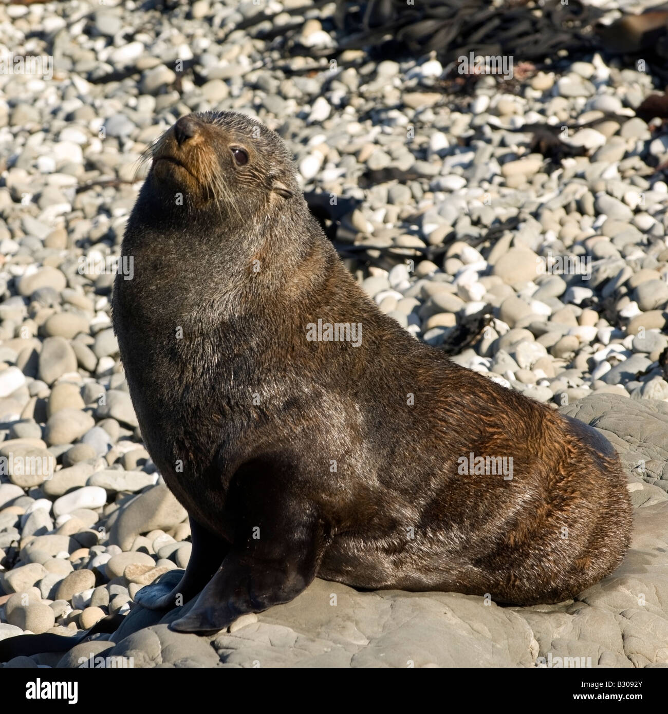 Seebär ausruhen und beobachten (Bild 1 von 3), Kaikoura, Neuseeland Stockfoto