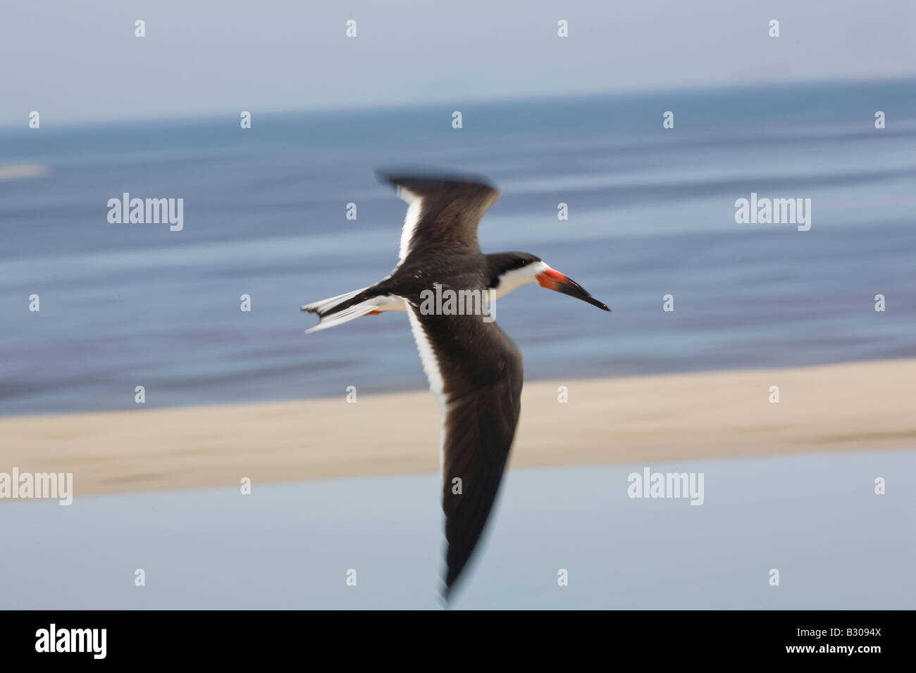 Ein schwarz-Abstreicheisen Rynchops Niger, fliegt um Mission Abfluss in Santa Barbara, California, Vereinigte Staaten von Amerika. Stockfoto